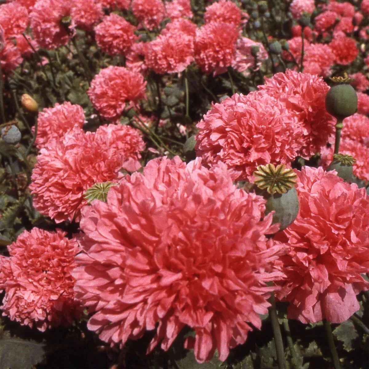 Salmon Double Poppy Seeds - 200+ Pack for Garden Planting - Papaver rhoeas - USA Grown, Free Shipping