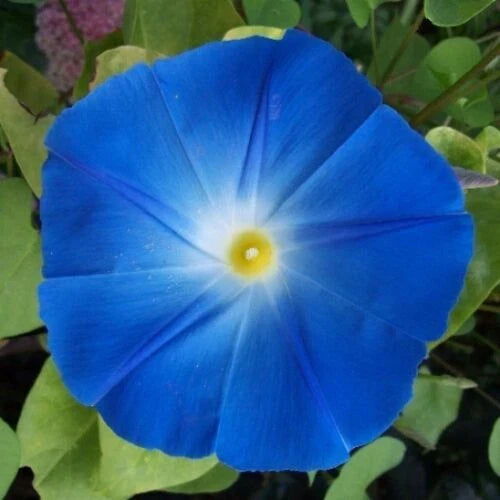 Morning Glory Seeds - Giant 5" Blue Flowers - Heavenly Blue Variety - Ipomoea Tricolor - Free Shipping