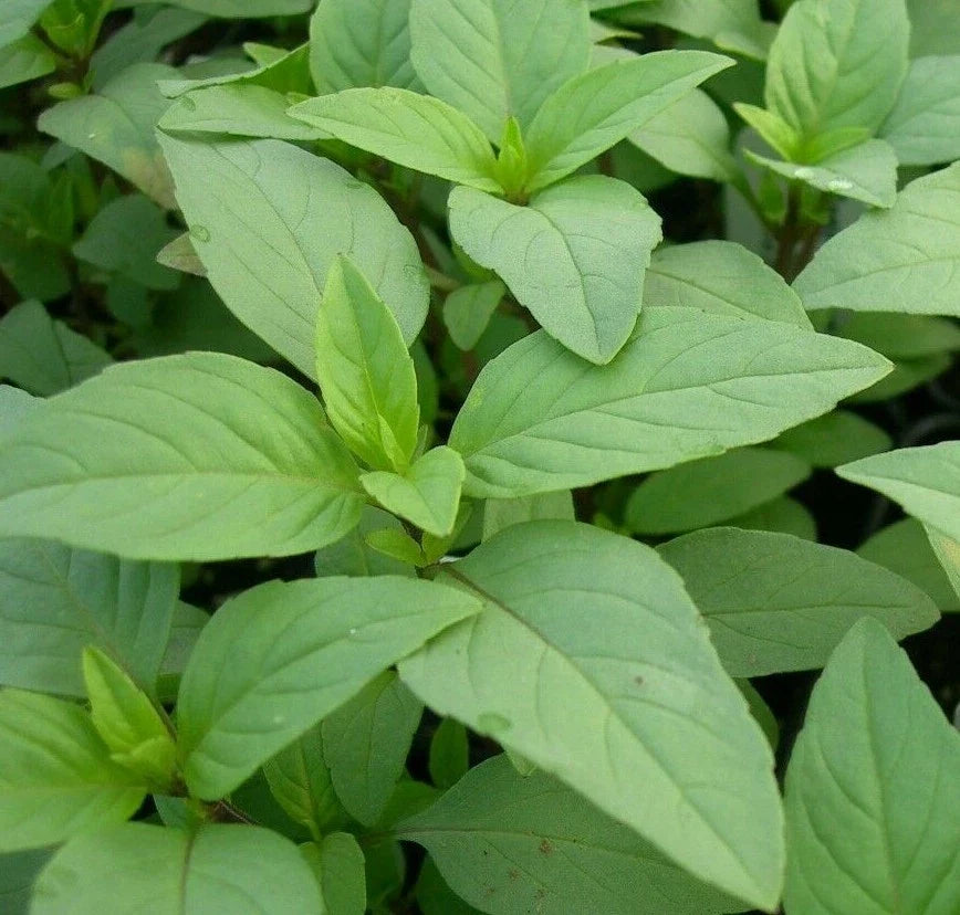 Lime Basil Seeds - 300+ Culinary Herb for Cooking, Spice, Ocimum basilicum 'Lime'