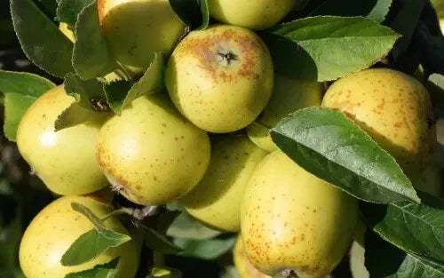 Golden Pippin Apple Seeds - 25+ Premium Seeds for Garden Planting - Malus domestica - USA