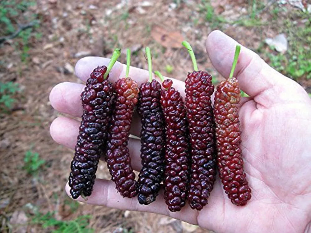 Pakistan Long Mulberry Tree Live Plant - Morus Macroura - Exotic Fruit Tree for Home Garden & Landscape