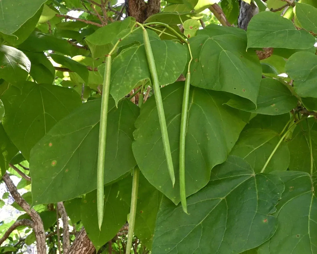 Catalpa Tree Seeds - 50 Pack - Large Leaf Shade Tree with Stunning Flowers