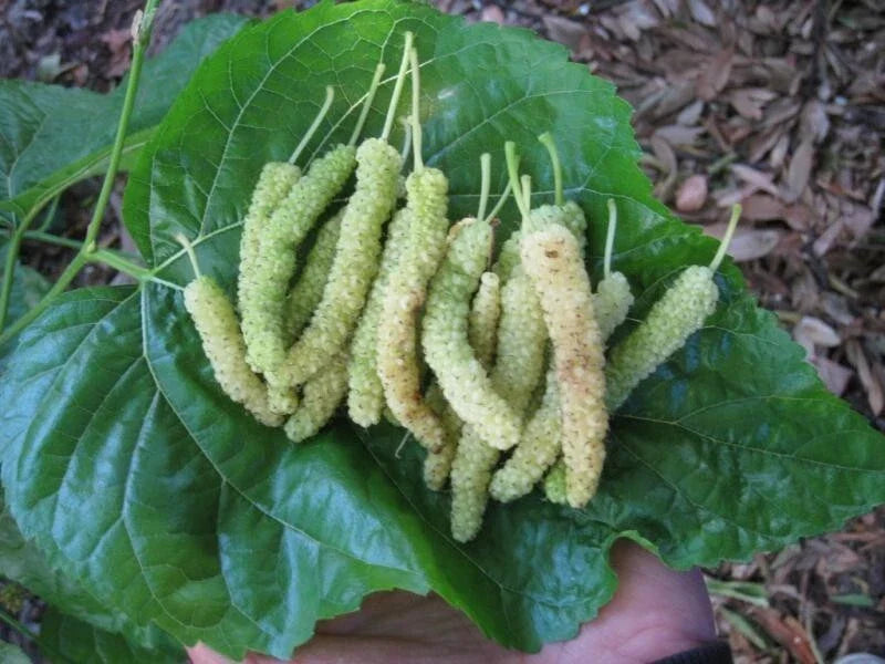 Pakistan White Mulberry Cuttings - 10 Organic Fresh Cuttings for Rooting/Grafting - Morus alba