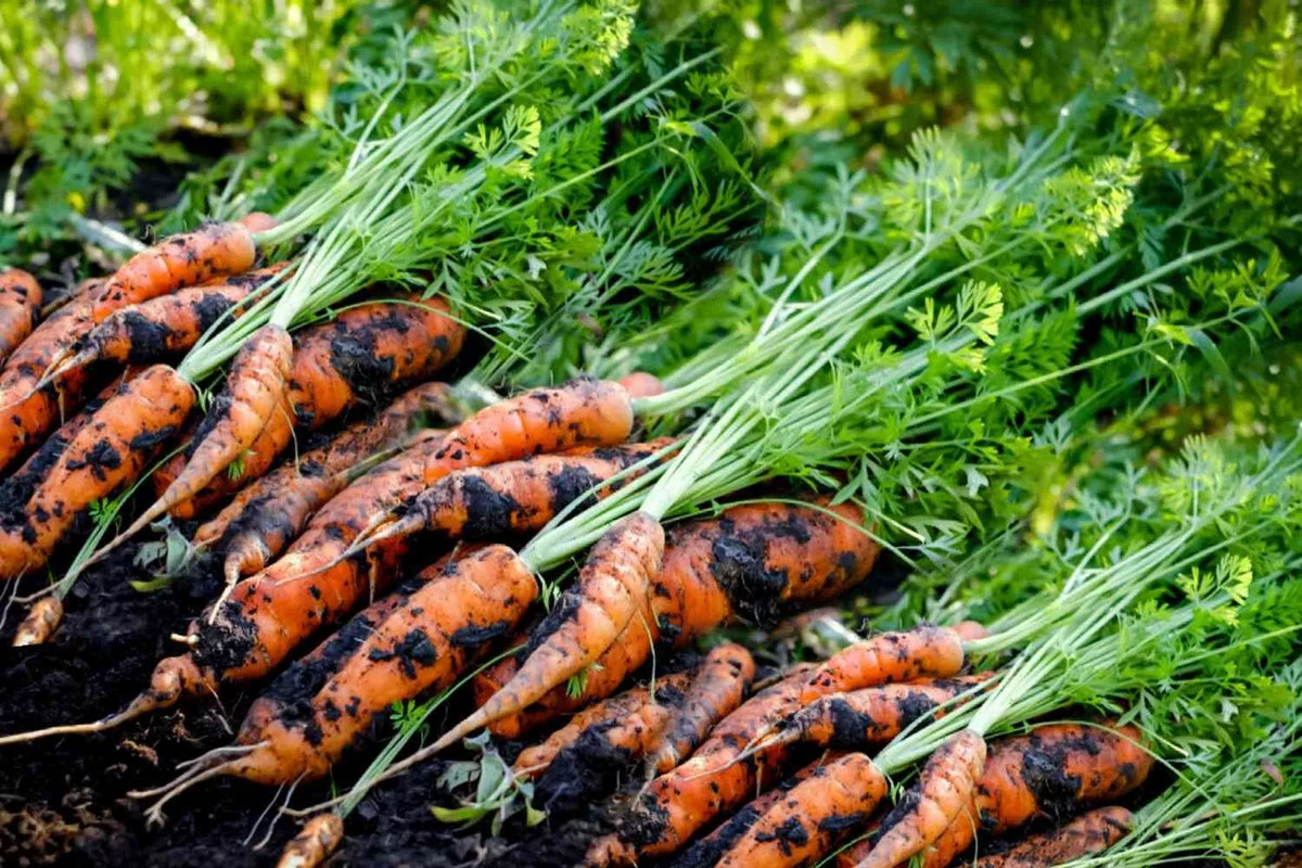 Tendersweet Carrot Seeds - Heirloom Daucus carota, 500+ Seeds for Home Garden, Sweet, Crunchy, Full Sun, USA