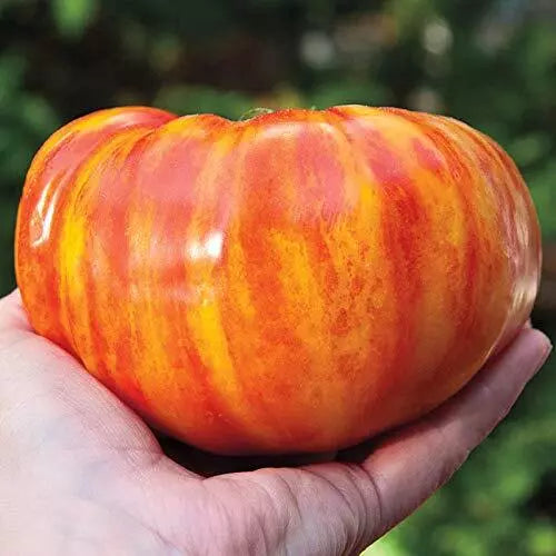 Big Striped Rainbow Tomato Seeds - 100+ Heirloom Seeds for Exotic Tomatoes