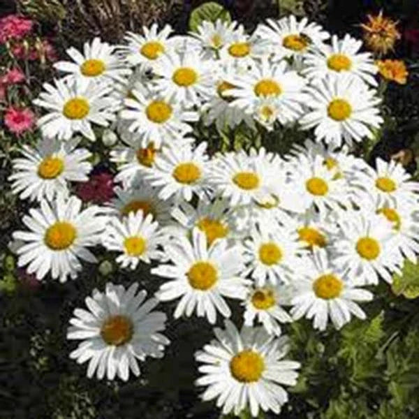 Shasta Daisy Seeds - Pack of 100, Bright White Flowers with Yellow Centers, Leucanthemum × superbum, Perennial Garden Flower