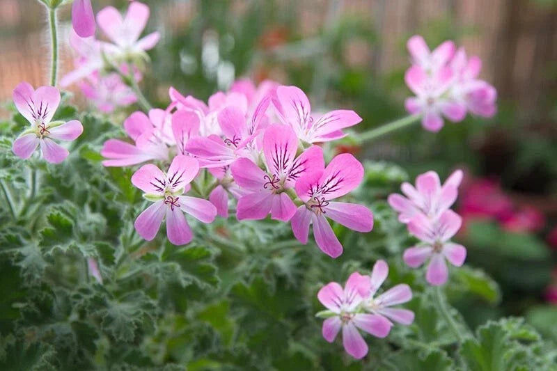 Rose Scented Geranium Cuttings (6) - Pelargonium graveolens - Aromatic Herb for Gardening and Home Decor