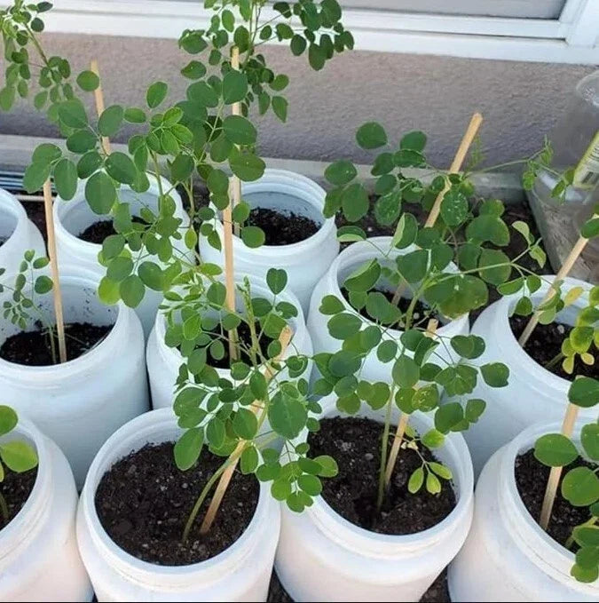 Moringa Oleifera Live Plant – 20-24 Inches Tall in Pot – Drumstick Tree – Nutrient-Rich Superfood Plant