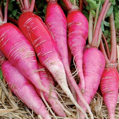 China Rose Radish Microgreen Seeds 250 Ct Raphanus sativus for Sprouting & Culinary Use