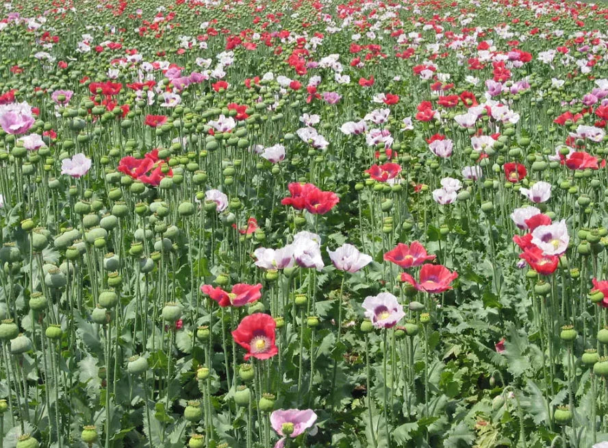 Mixed Colors Poppy Seeds - Large Pods, Non-GMO Papaver somniferum, 1000 Seeds for Gardens & Floral Arrangements