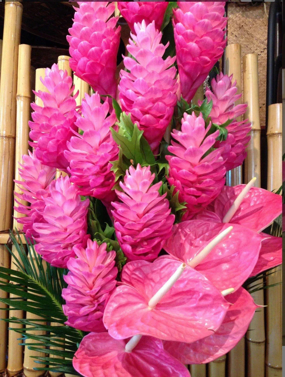 Hawaiian Hot Pink Ginger Plant - Small Rooted Starter - Alpinia purpurata - Tropical Indoor/Outdoor Garden Decor