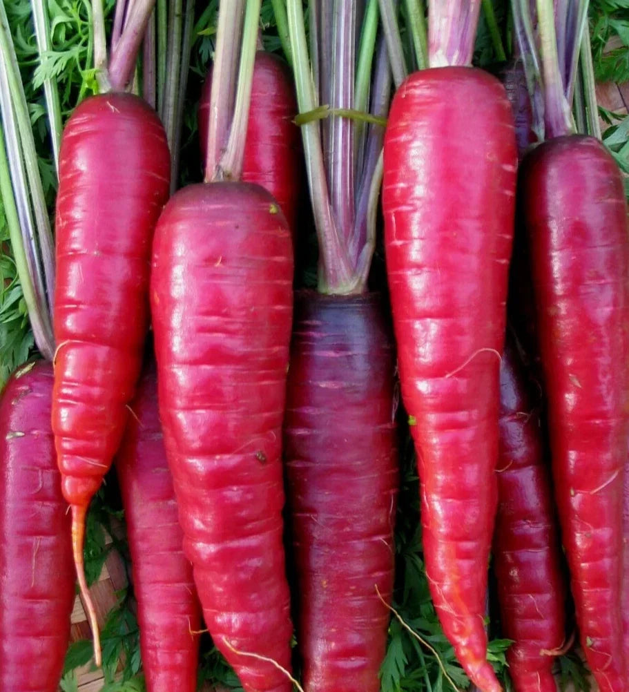 Purple Carrot Seeds 500+ "Cosmic" Non-GMO Vegetable Garden Seeds for Growing Vibrant Purple Carrots