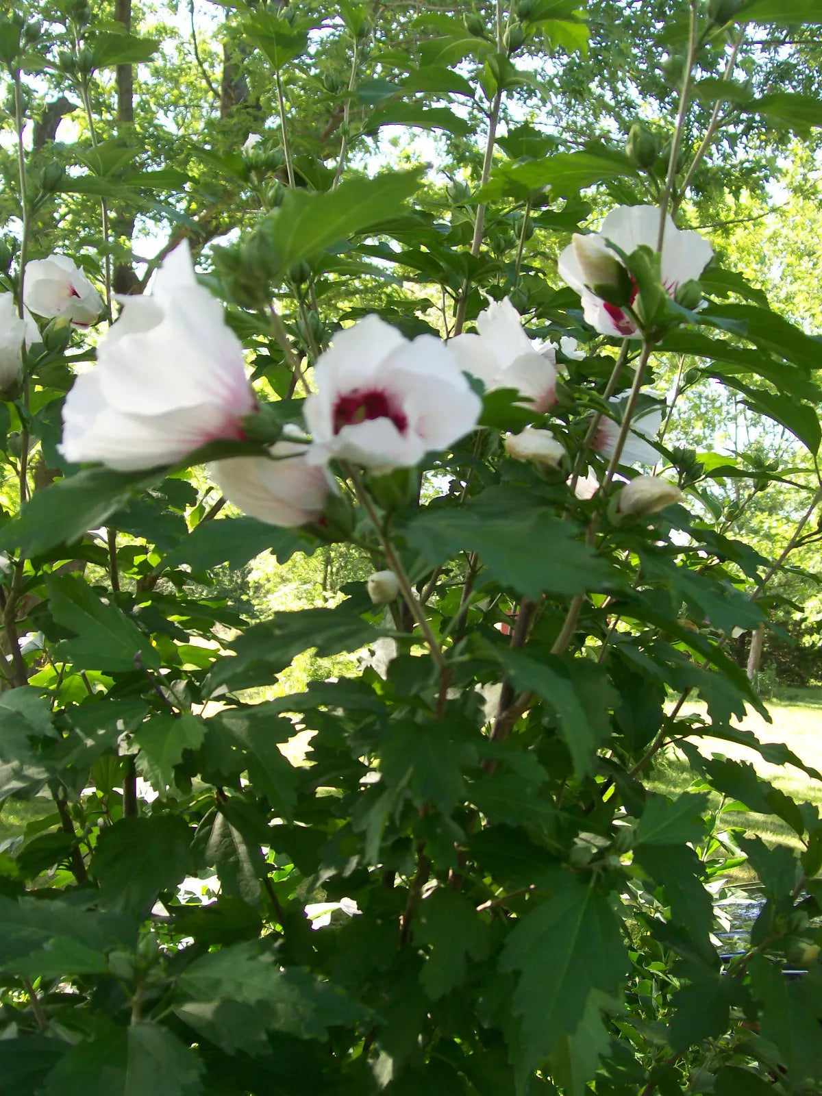 Set of 4 Rose of Sharon Plants 12-24 Inches Mixed Colors (Hibiscus syriacus) 2-3 Years Old, Hardy Zones 5-9