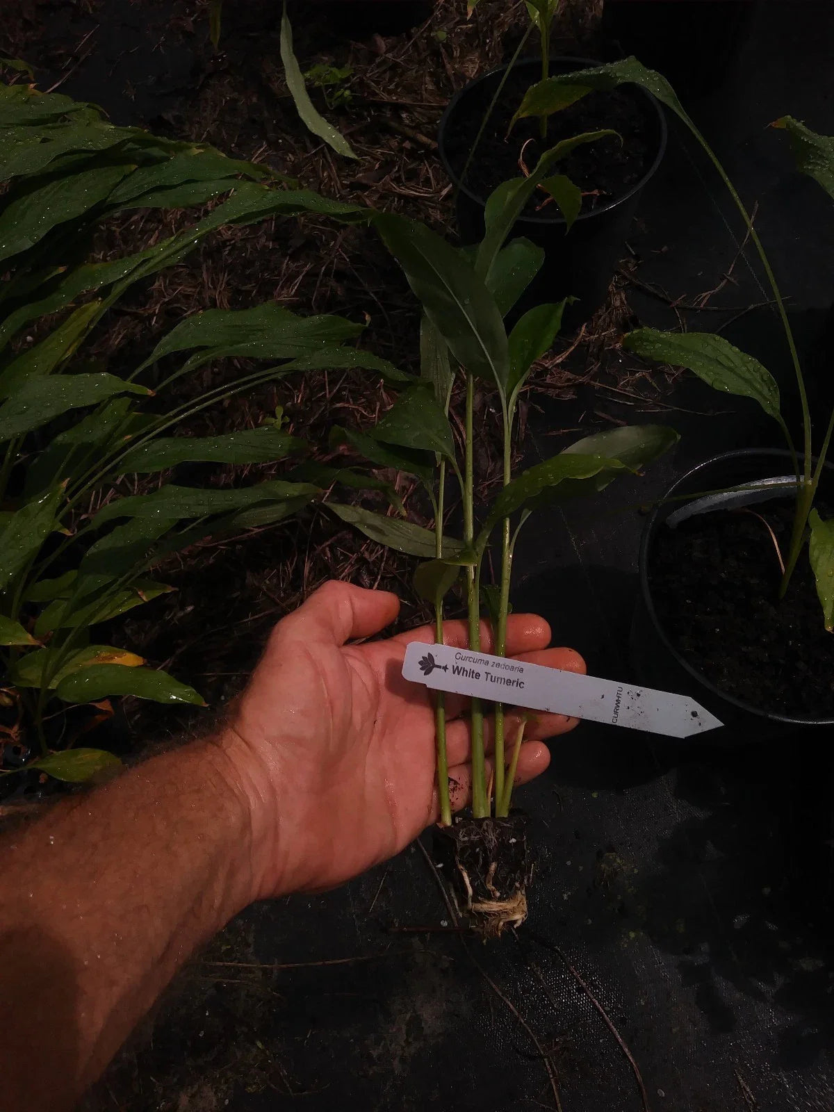 White Turmeric Plant - Curcuma longa - 4 Inch Roots - Edible, Pesticide-Free, Non-GMO, Rare Perennial for Culinary Use