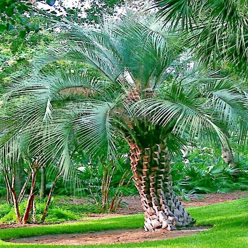 Jelly Pindo Palm Tree Seeds - Butia capitata - Cold Hardy Tropical Fruit Plant Seeds for Gardening