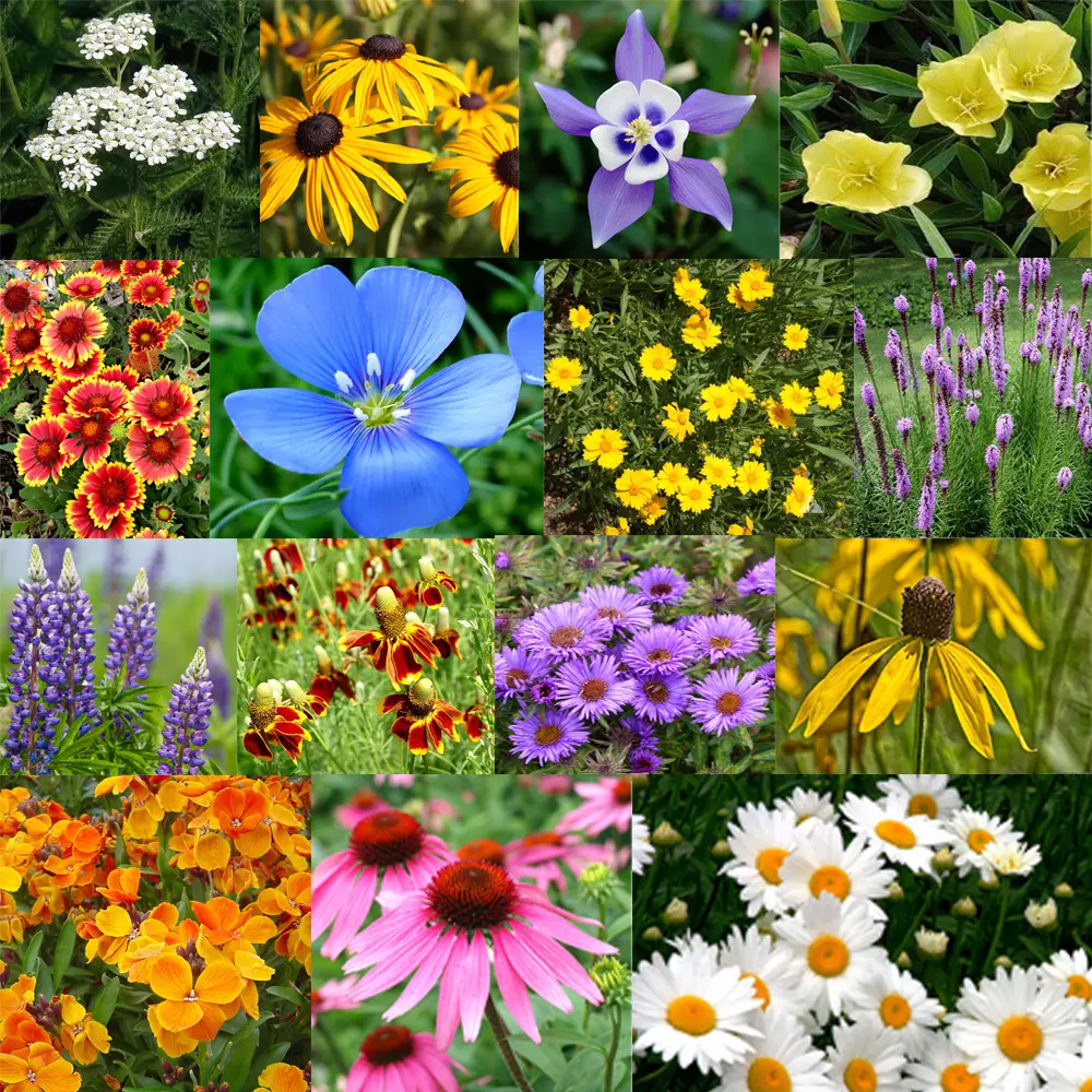 Perennial Flower Seed Mix – 17 Varieties, Colorful Wildflowers for Garden, Pollinator Attracting, Easy to Grow