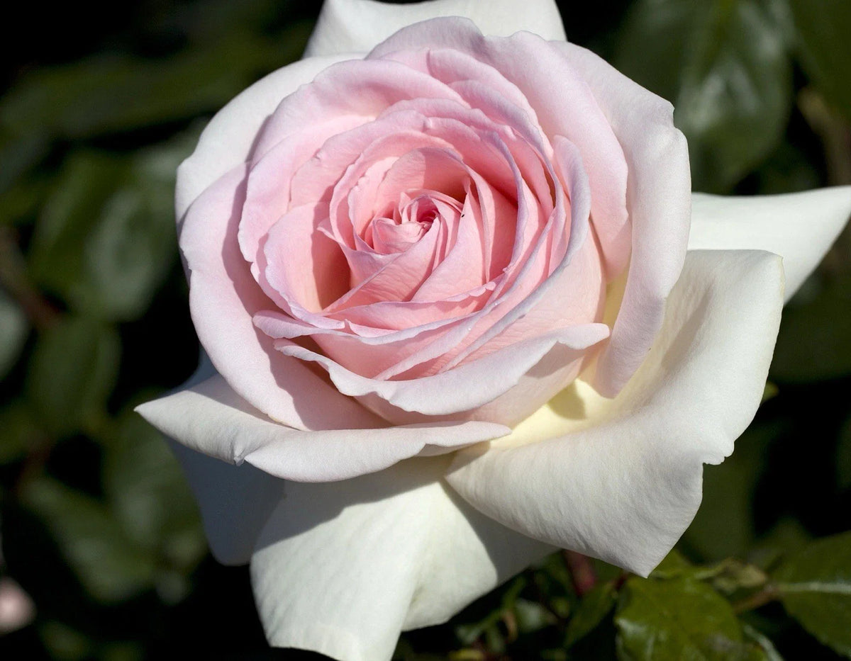 Francis Meilland Rose Cuttings - 3 Fresh Unrooted Cuttings 6” Long - Rosa 'Francis Meilland'