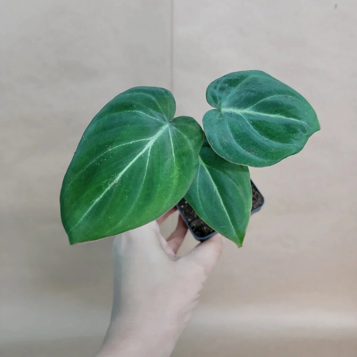 Philodendron Gloriosum Plant - 4" Pot - Rare Velvet Aroid - Live Rooted Indoor Plant