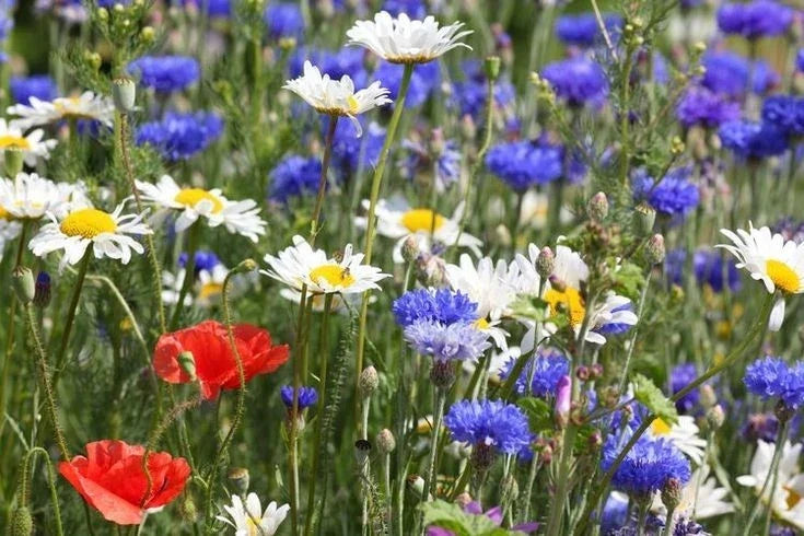 Wildflower Seed Packet – Red, White & Blue Native Mix – 1000+ Seeds for Vibrant Gardens & Pollinator Support