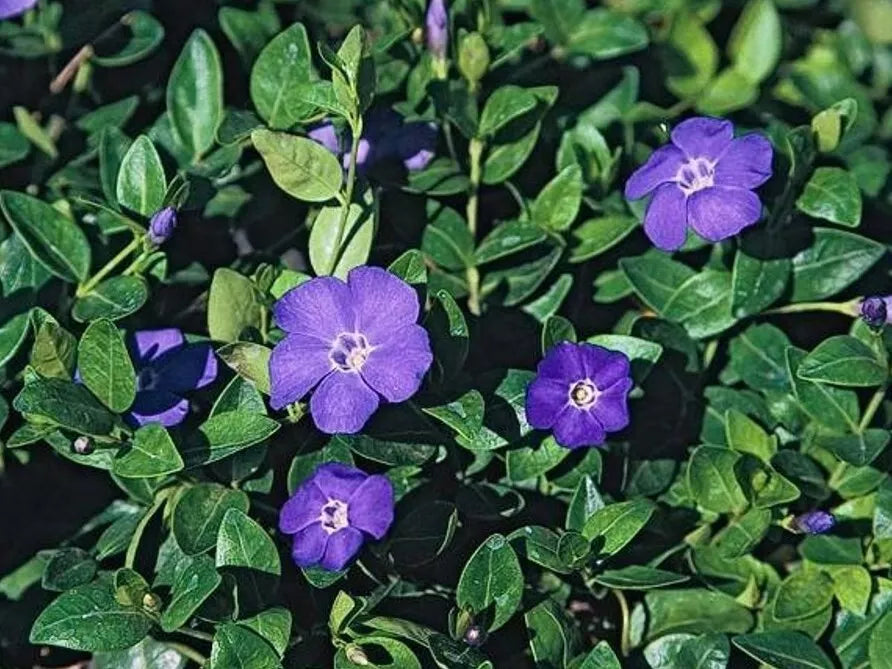 Periwinkle Vinca Vines 10 Bare-root Plants - Shade Loving Ground Cover Vinca minor
