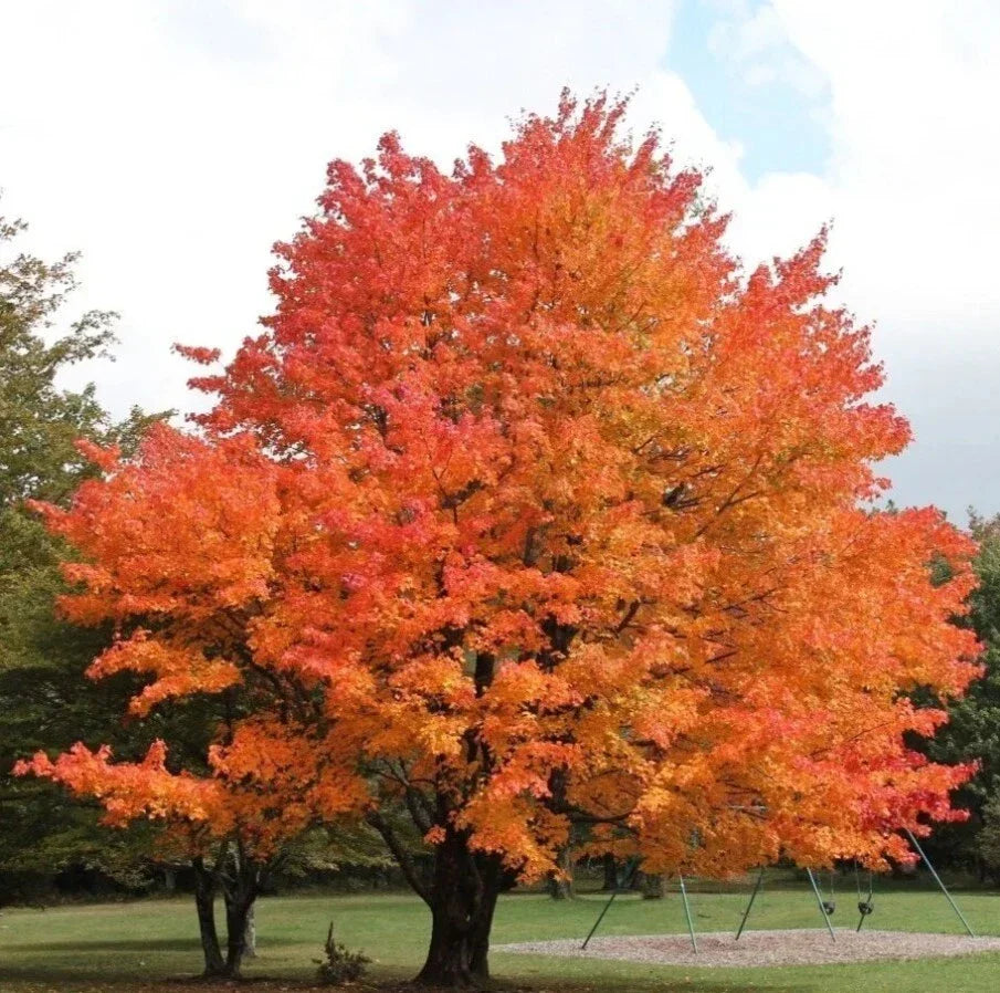 Sugar Maple Trees Set - 6-12" Tall - 4" Pot - Acer Saccharum - Deciduous Trees