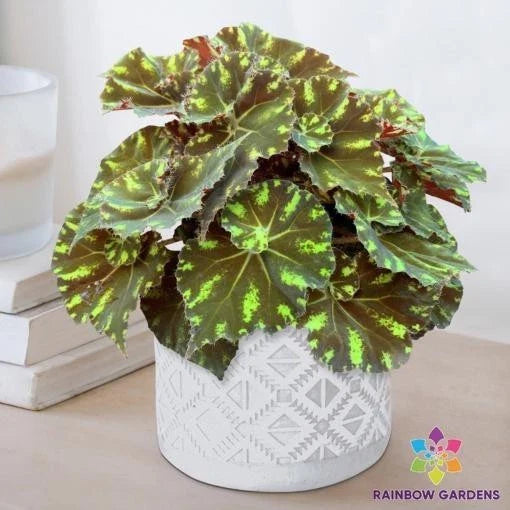 Neon Splash Begonia Seeds - 25+ Pack for Garden Planting - Begonia 'Neon Splash' - USA Grown - Free Shipping