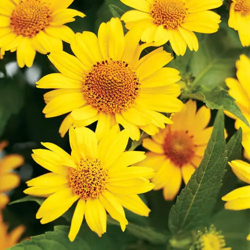 Heliopsis Seeds - Perennial False Sunflower Seeds - Bright Yellow Blooms - Heliopsis helianthoides - Easy to Grow Garden Plant