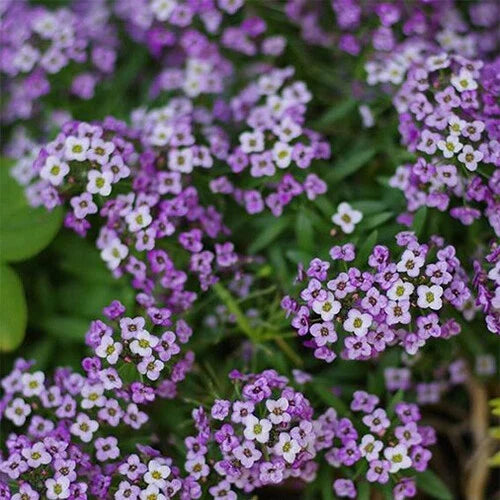 Alyssum Seeds | Purple Violet Queen Heirloom Variety | Free Shipping | Gardening Supplies