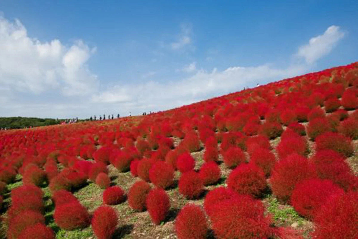Burning Bush Seeds 50+ Kochia Trichophylla Red Foliage for Patio Containers & Hedges
