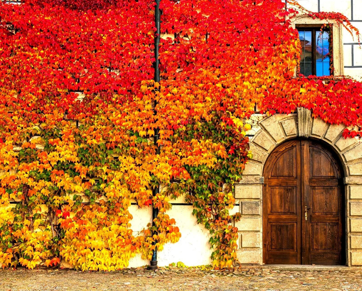 Virginia Creeper Seeds - 50+ Seeds - Parthenocissus quinquefolia - Fast-Growing Climbing Vine for Gardens and Landscapes