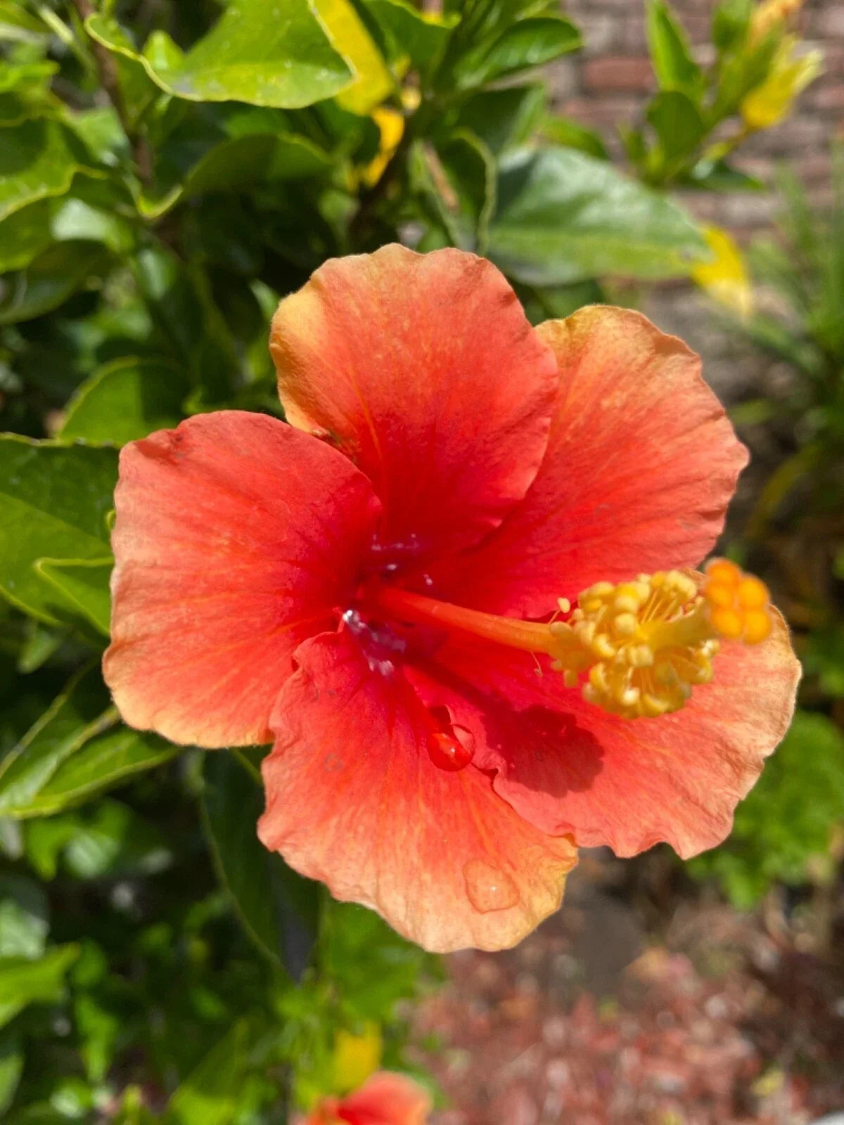 Hibiscus rosa-sinensis Orange Cuttings 3 Pack | Rooting & Grafting Starter for Tropical Garden