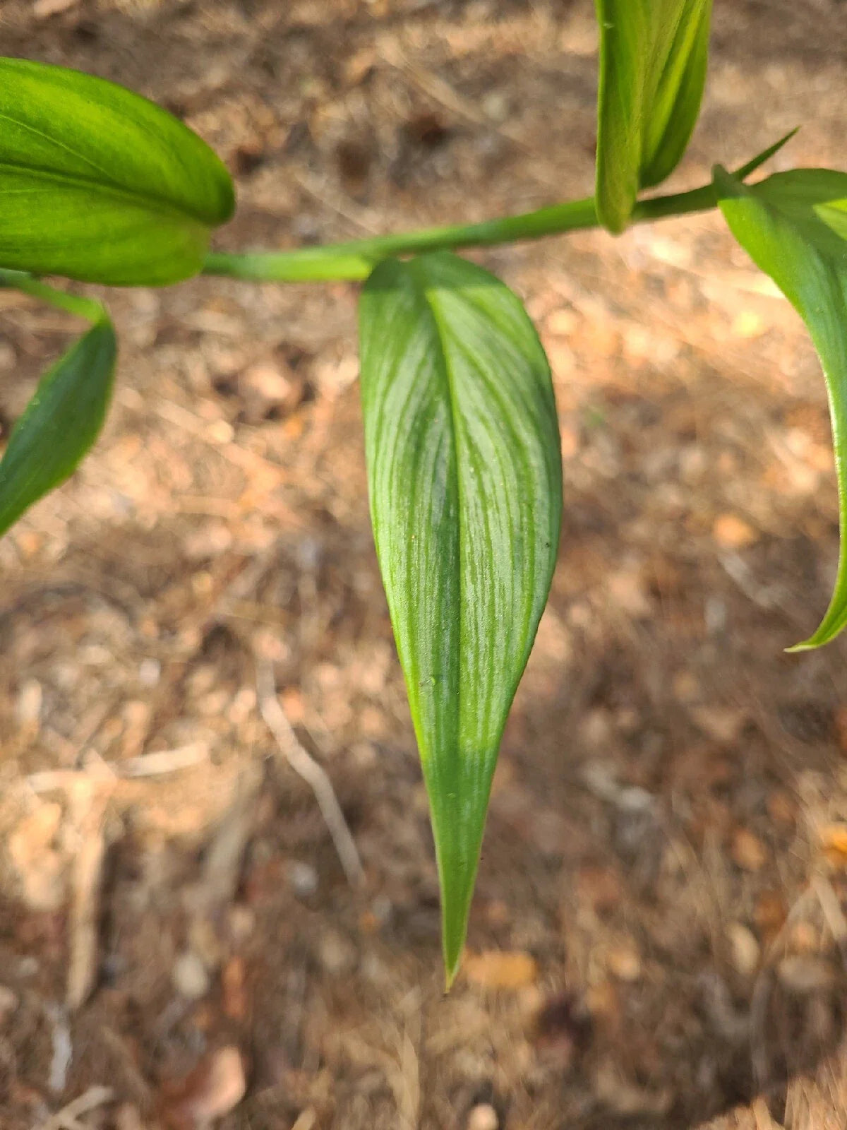 Epipremnum Amplissimum Silver Streak Unrooted Cutting | 2 Node Fresh Pothos Plant