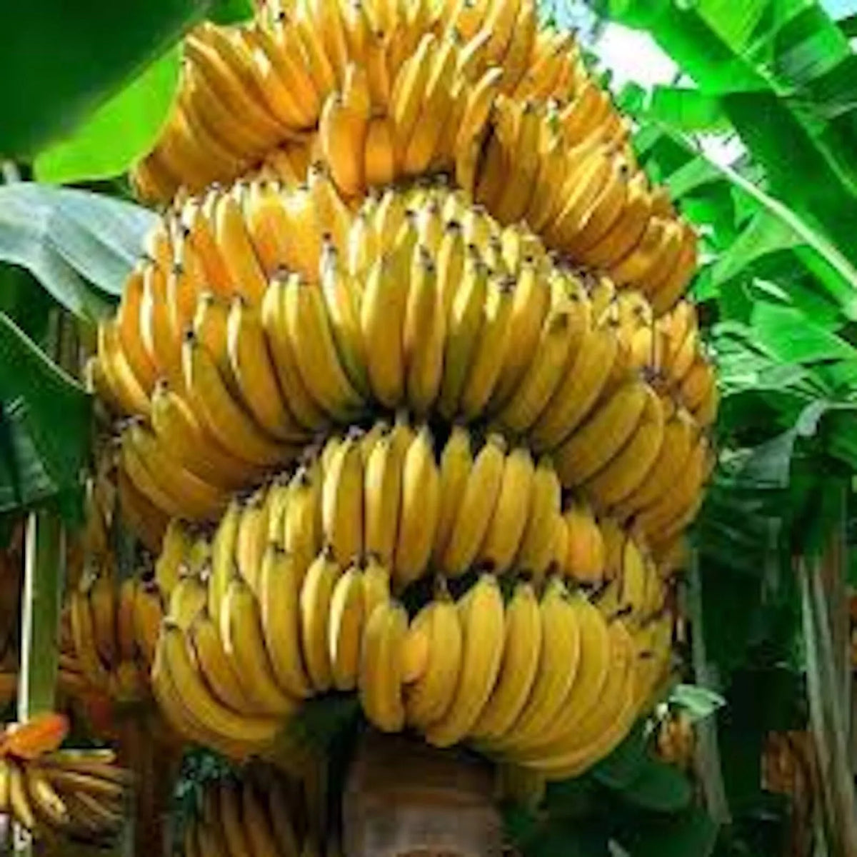 Banana Tree Starter Plant - Musa Gran Nain - Tropical Fruit Plant, Indoor/Outdoor Gardening, Edible Plant