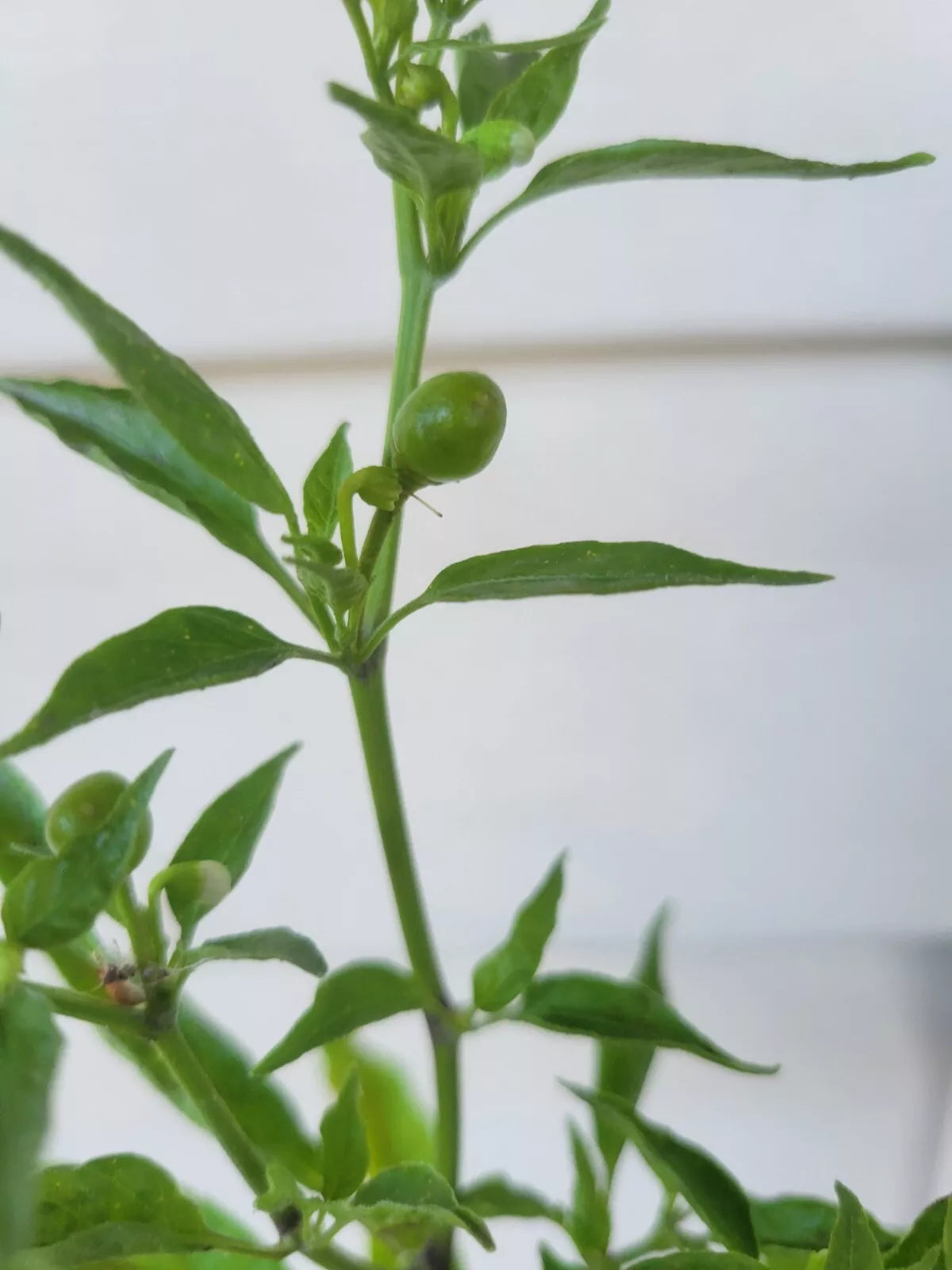 Hot Chile Pepper Seeds, Cheltepin & Pequin, Del Monte Bird Chile, Pajarito, Capsicum annuum, Compact Growth, Spicy Culinary Herb