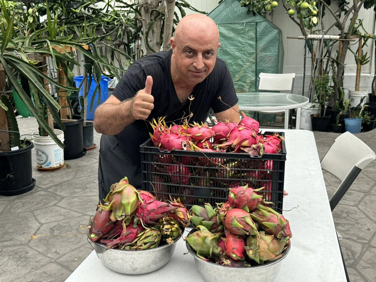 Dragon Fruit Cuttings 8-14 inches Long, Delicious Variety, Hylocereus spp. - Perfect for Gardening and Home Growth