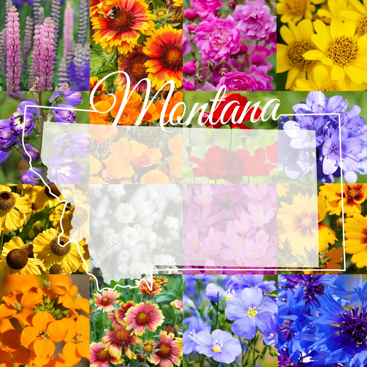 Montana Wildflower Seed Mix 1/2 lb - Covers 1,600 sq ft - Native Flower Blend for Gardens, Pollinators, and Natural Landscapes