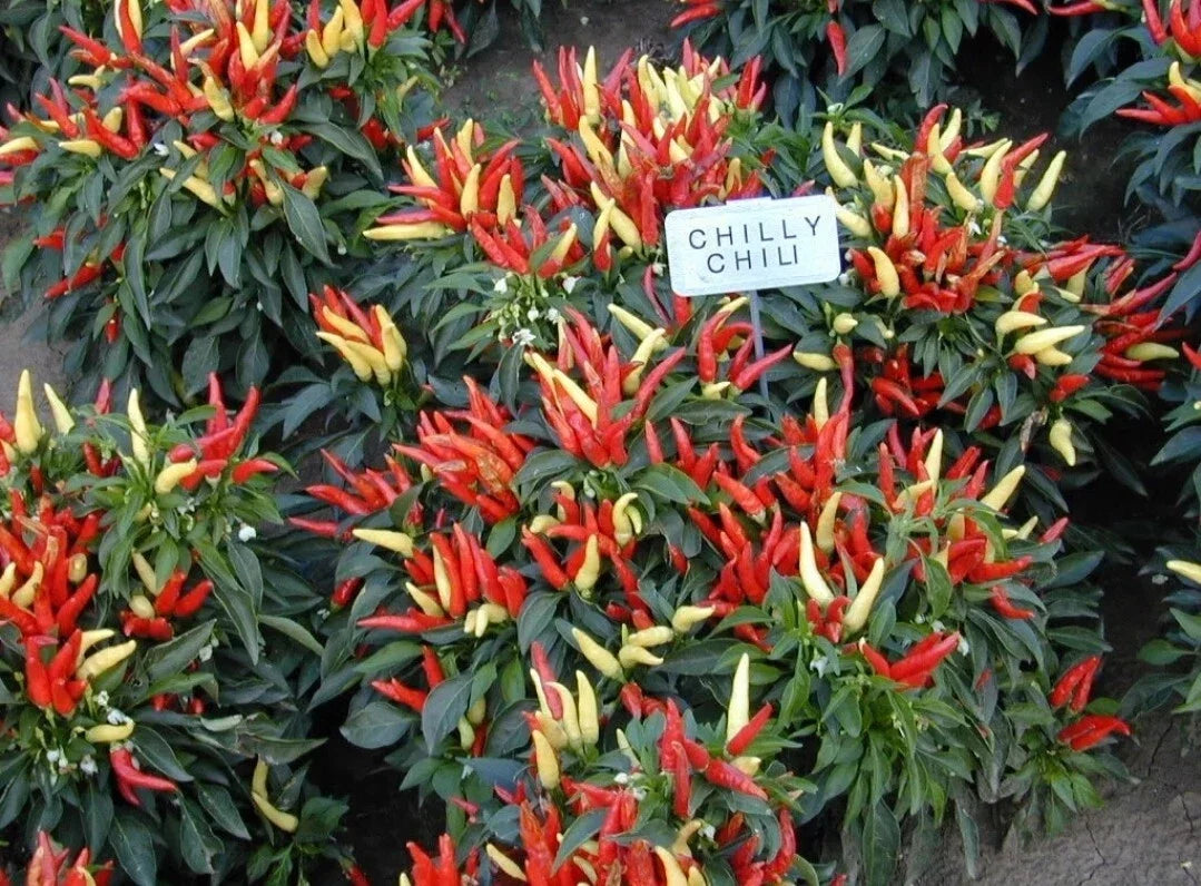 Ornamental Pepper Plant Plug - Chilly Chili Variety - Capsicum annuum - Vibrant Red, Orange, Yellow Fruits