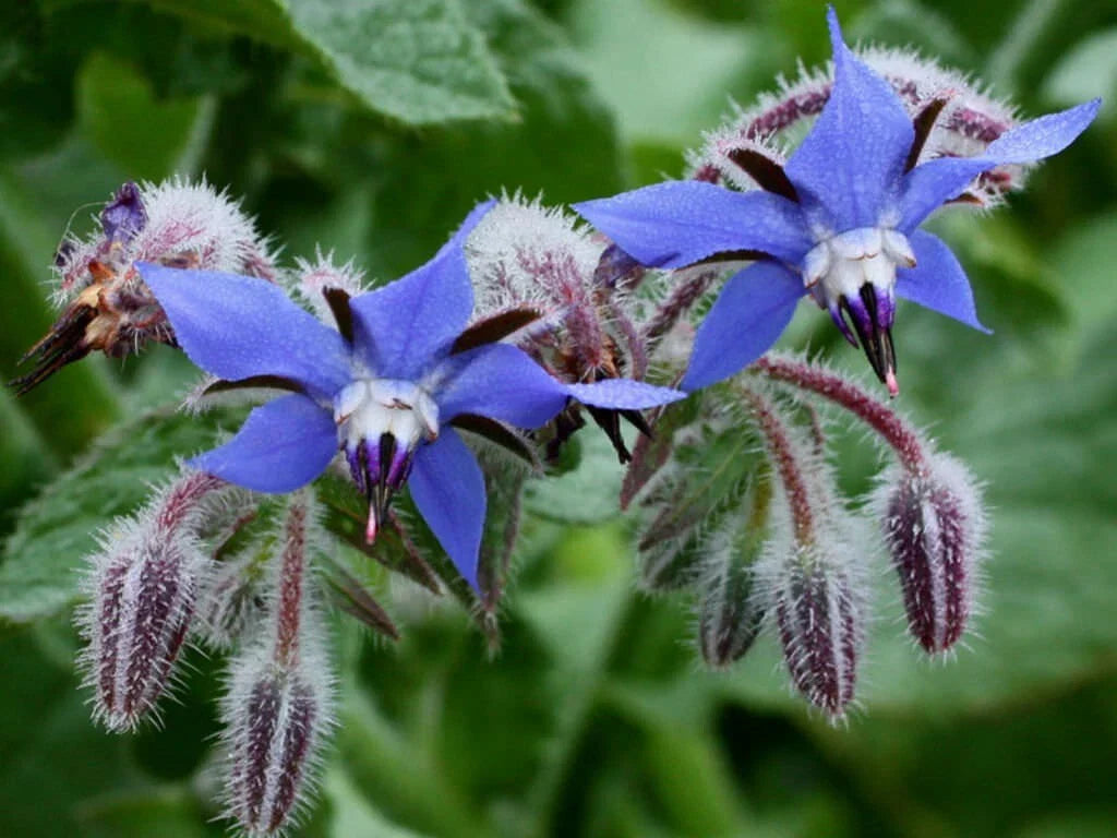 Borage Herb Seeds - 200+ Heirloom Non-GMO Pest Repellent Seeds - Borago officinalis