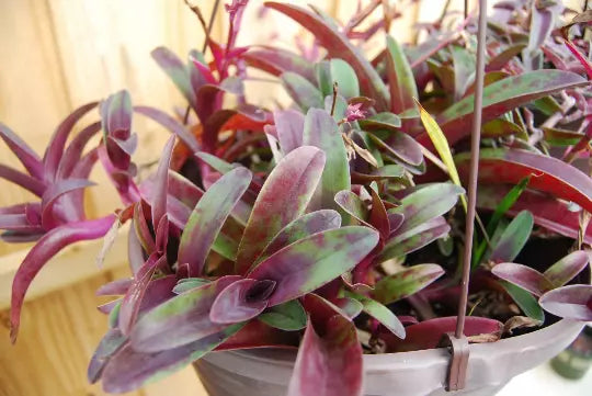 Setcreasea Cutting - Tradescantia Pallida 'Tampicana' - Purple Foliage Indoor Houseplant - Wandering Jew Plant Cut