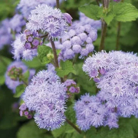 500 Blue Planet Ageratum Flower Seeds - Ageratum houstonianum, Blue Variety