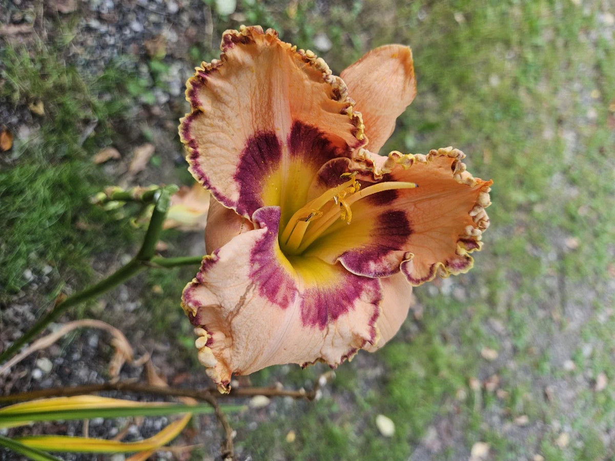 Daylily Plant - Rainbow Rhythm (King of Ages) - Hemerocallis spp. - Colorful Perennial Flower for Garden Landscaping