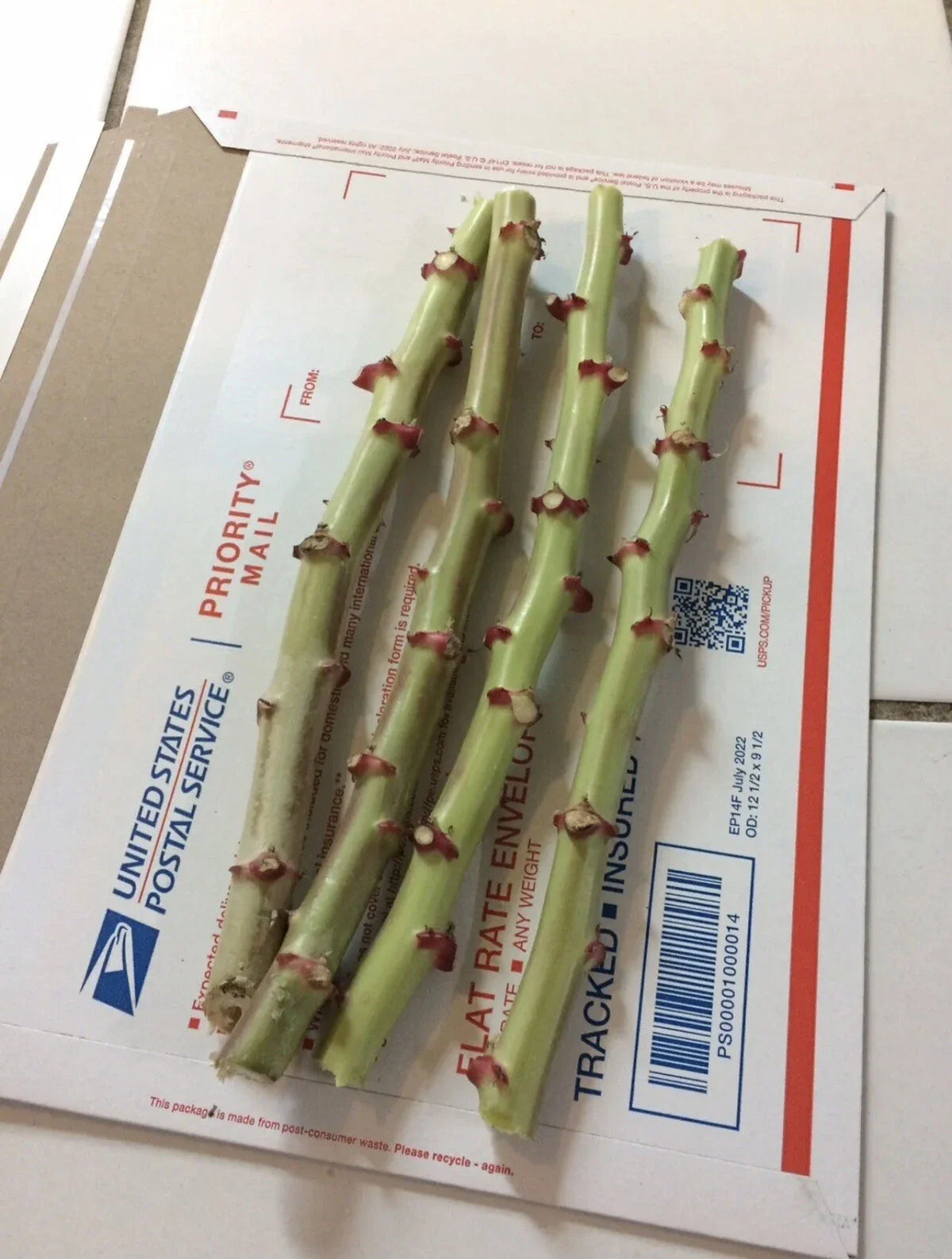 Organic Sweet Red Cassava Cuttings - 4 Yuca Cuttings - Manihot Esculenta - Tropical Edible Plant