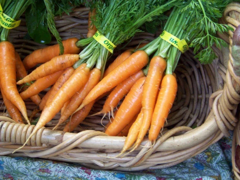 Carrot Seeds - Danvers Heirloom Variety - Daucus carota - 775 Seeds for Gardening & Cooking