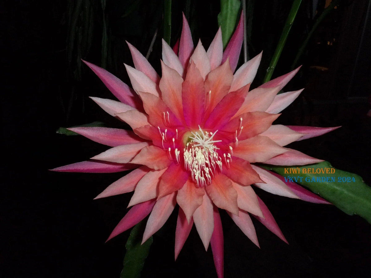 Epiphyllum Orchid Cactus Cutting, Kiwi Beloved Variety, Tropical Houseplant, Succulent, Perfect for Indoor Gardening