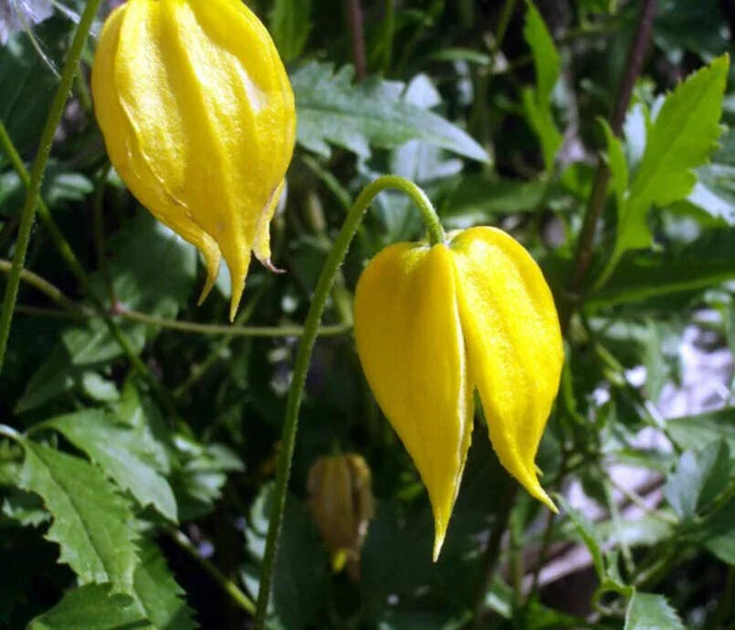 Golden Clematis Seeds (20 Seeds) - Clematis tangutica - Climbing Vine, Hardy Perennial, Yellow Flowers