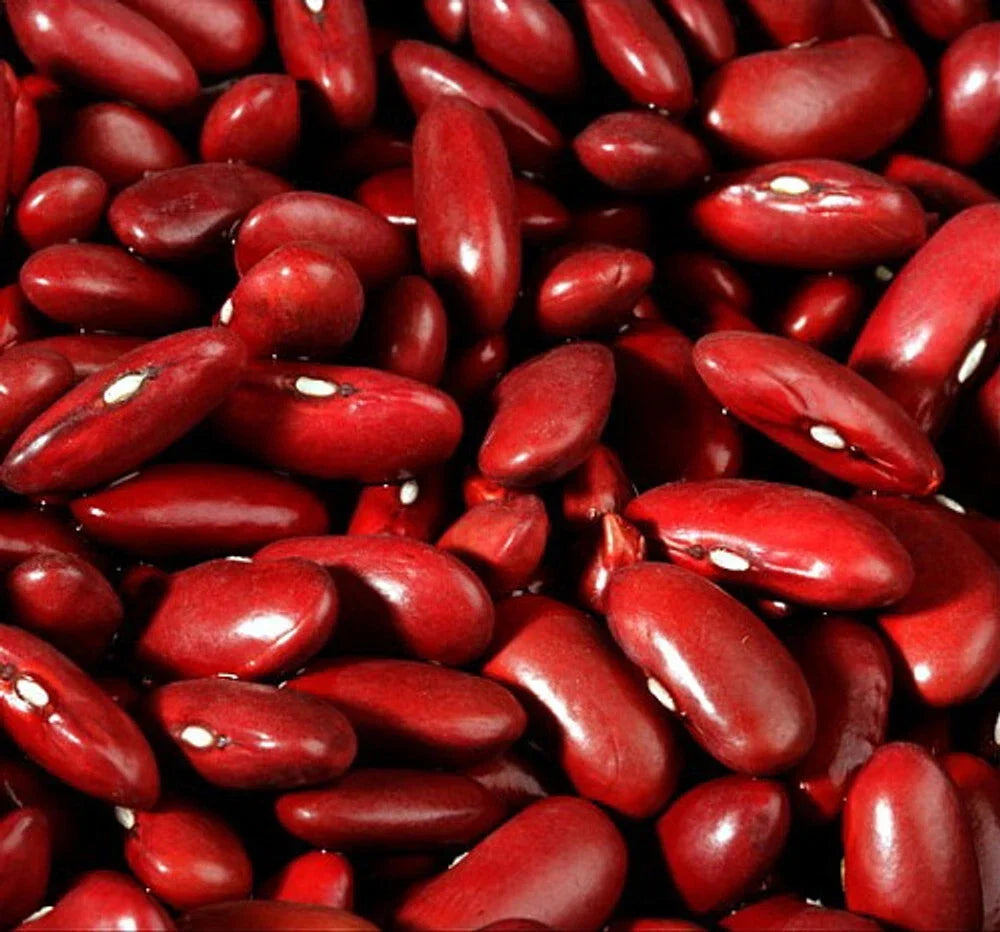Dark Red Kidney Bush Bean Seeds, Non-GMO, Phaseolus vulgaris, for Baked Beans & Chili, Compact Growth, High Yield
