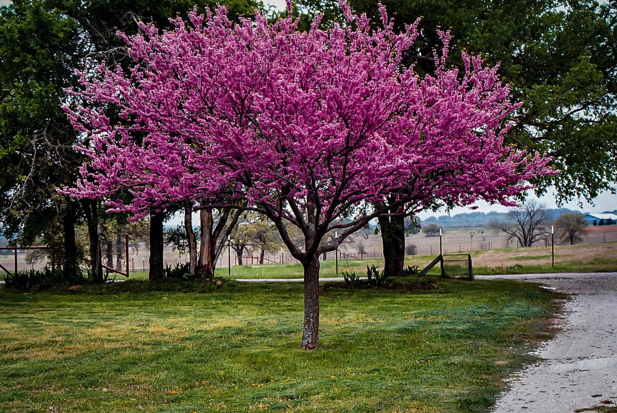 Redbud Tree Set of 2, Bare Root, 6-12 Inches, Cercis canadensis, Dormant Plants, Missouri Grown, Hardy Trees