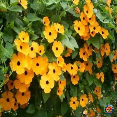 Black Eyed Susan Vine Seeds - 100+ Count - Exotic Garden Flowers - Thunbergia alata - Ideal for Planting