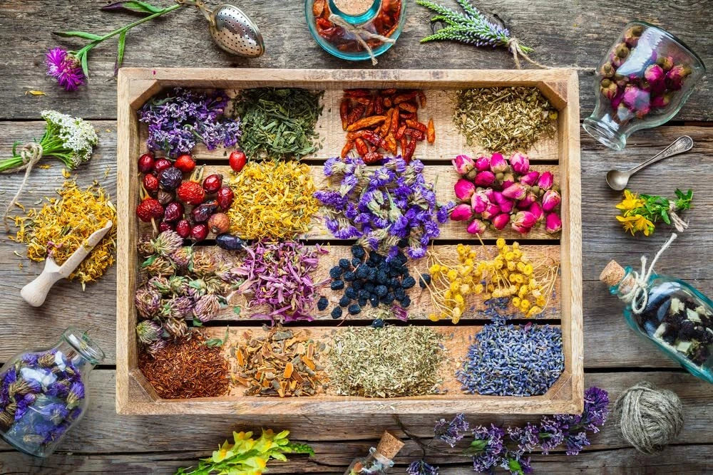 Essential Oils Garden Seed Kit - Peppermint, Tea Tree, Lavender, Eucalyptus Seeds
