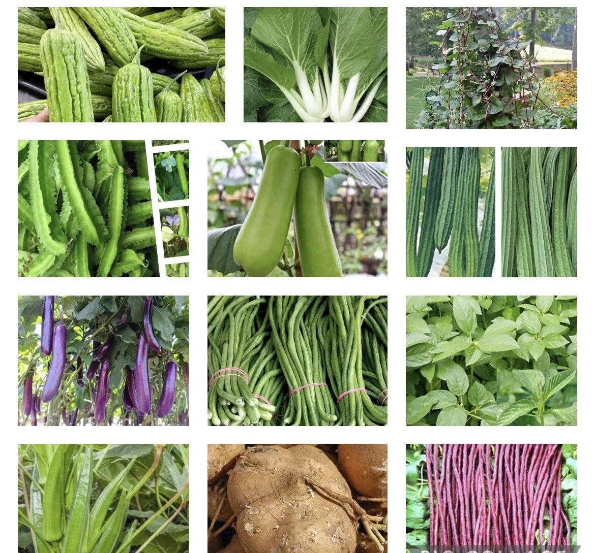 20 Packets Asian Filipino Vegetable Seeds for Home Garden – USA Seller